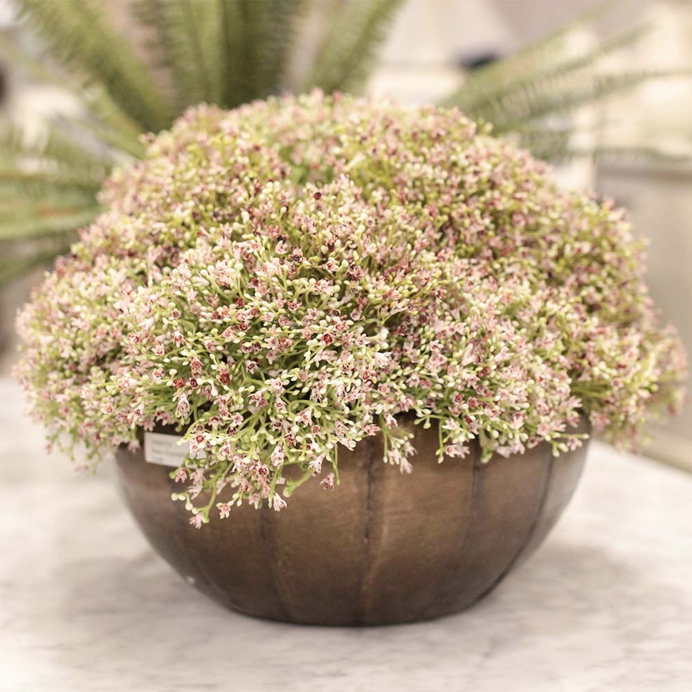 Ramo paniculata